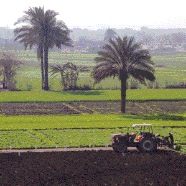 Farmer outside Cairo, Egypt