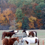 Horses eating hay