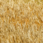 Weed field