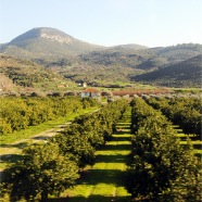 Olive farm in Turkey