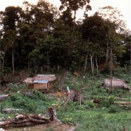 Farm next to rainforest in Malaysia