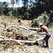 Brazilian farmer clear forest