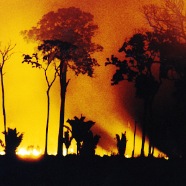 Amazon forest burning