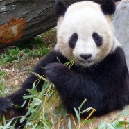 Giant panda eat bambo tree