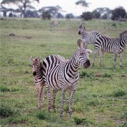 Small herd of Zebras with their Calf